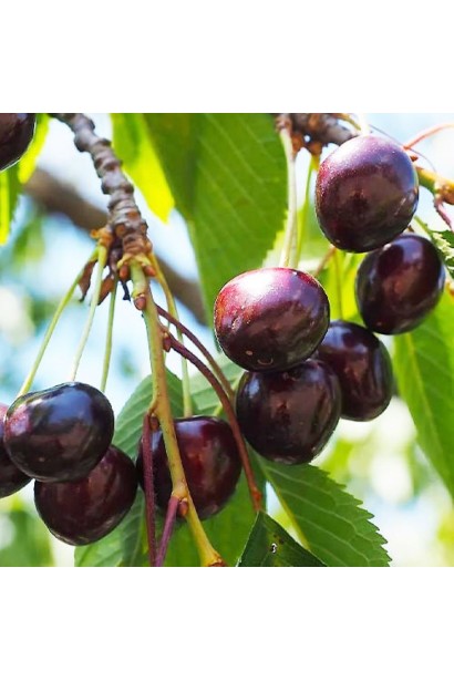 Вишня Шоколадниця - темно-бордові плоди